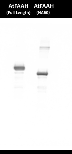 Western blot with anti-FAAH antibodies